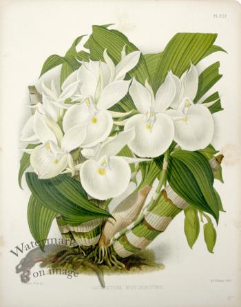 Linden Orchids 12